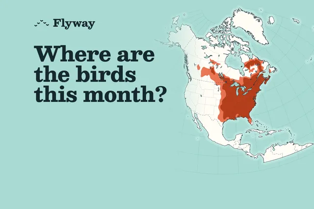 Flyway